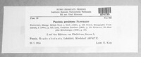 Puccinia recondita image